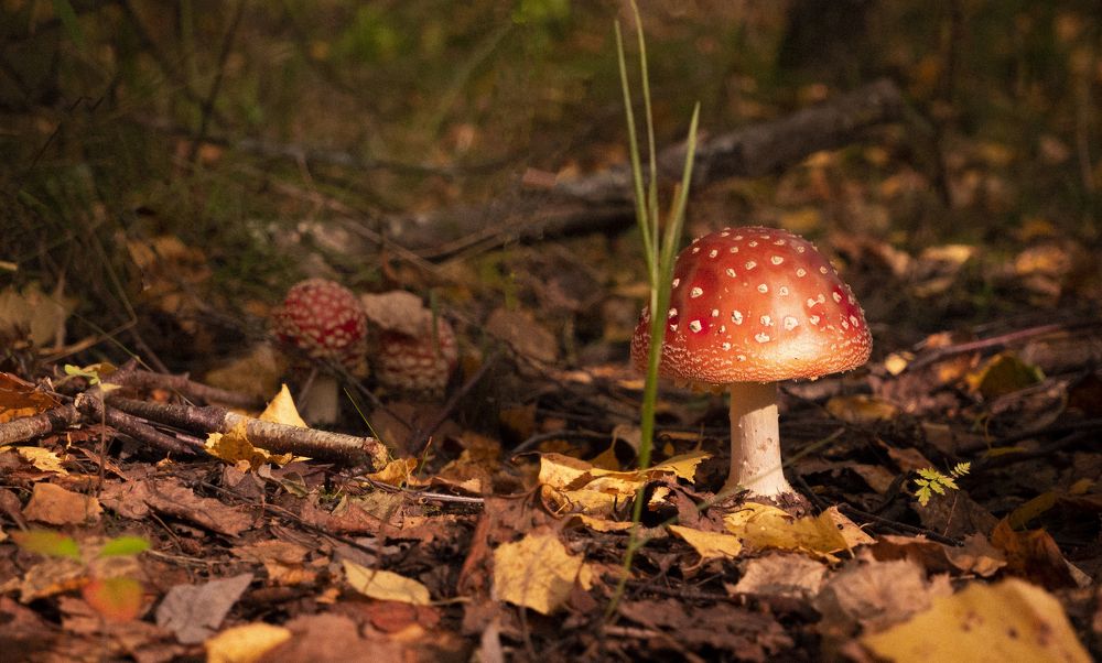 Photograph by Ирина Тихомирова