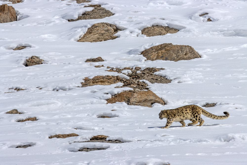 Фотография автора Ashok Behera