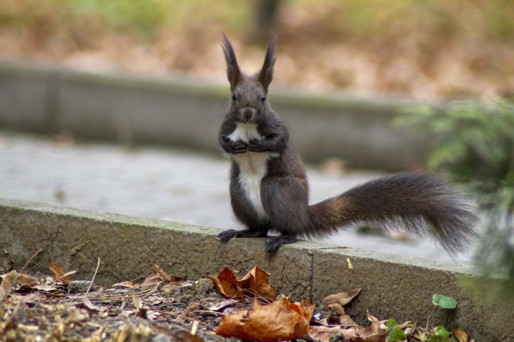 Photograph by Богдан Бигун