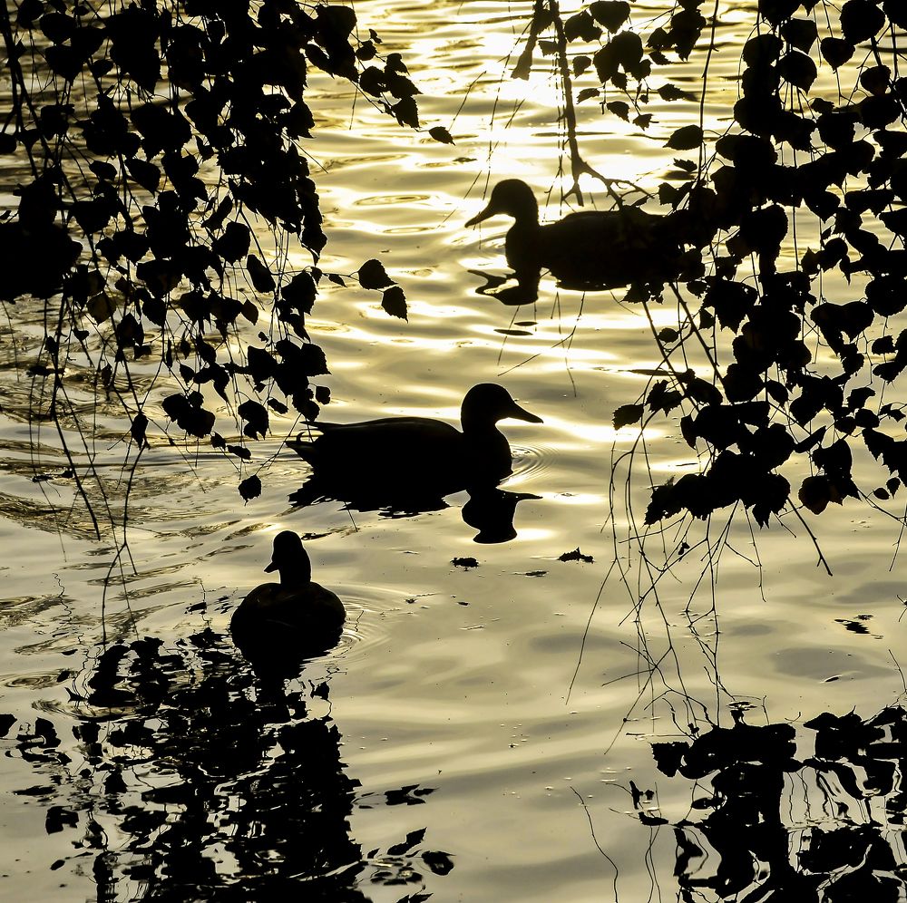 Фотография автора Михаил Пшеннов