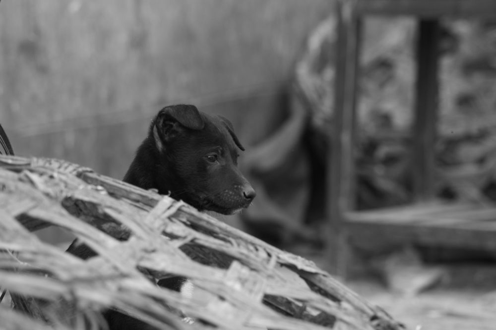 Photograph by ANIRBAN Dey