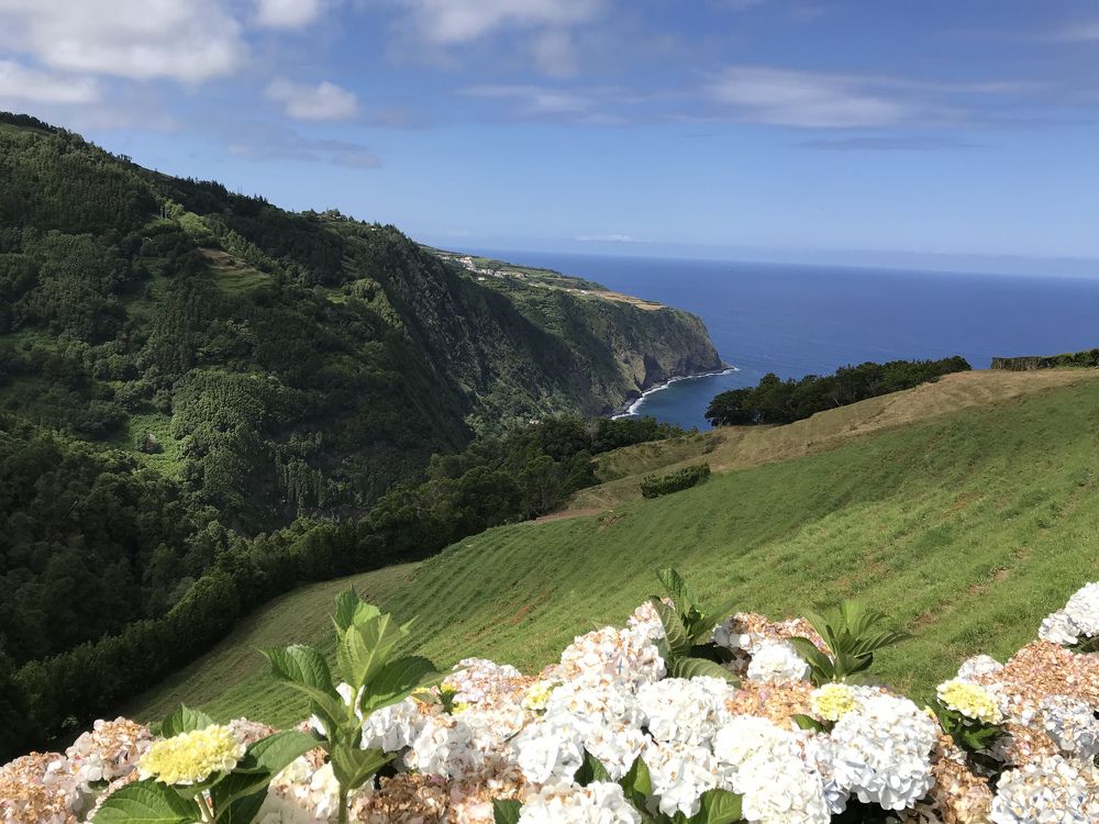 Гортензии и океан