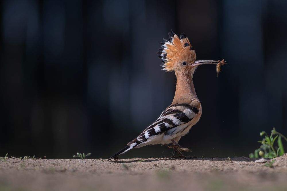 Something in the beak