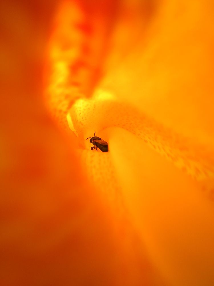 Bee inside the flower