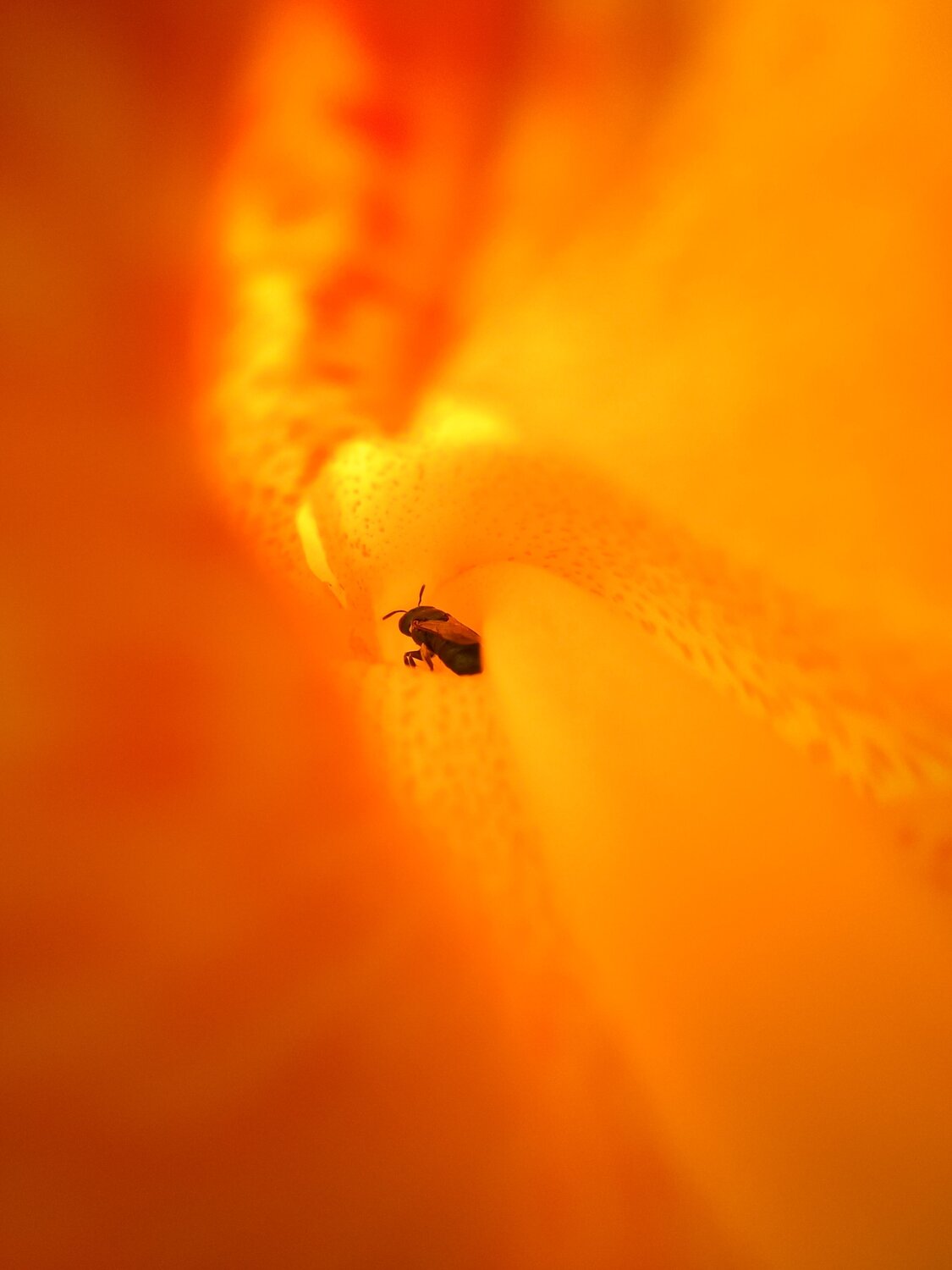 Bee inside the flower