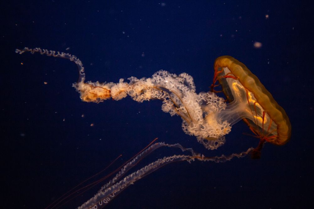 Photograph by Elena Sviridova