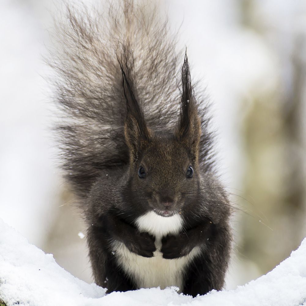 Белочка лесная