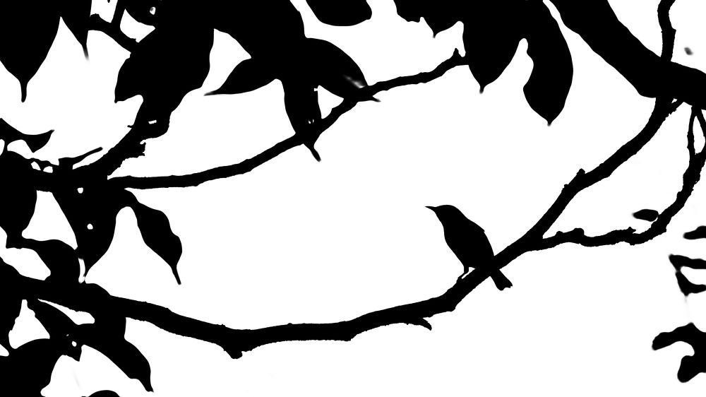 Photograph by Sreenivas Kandukuree