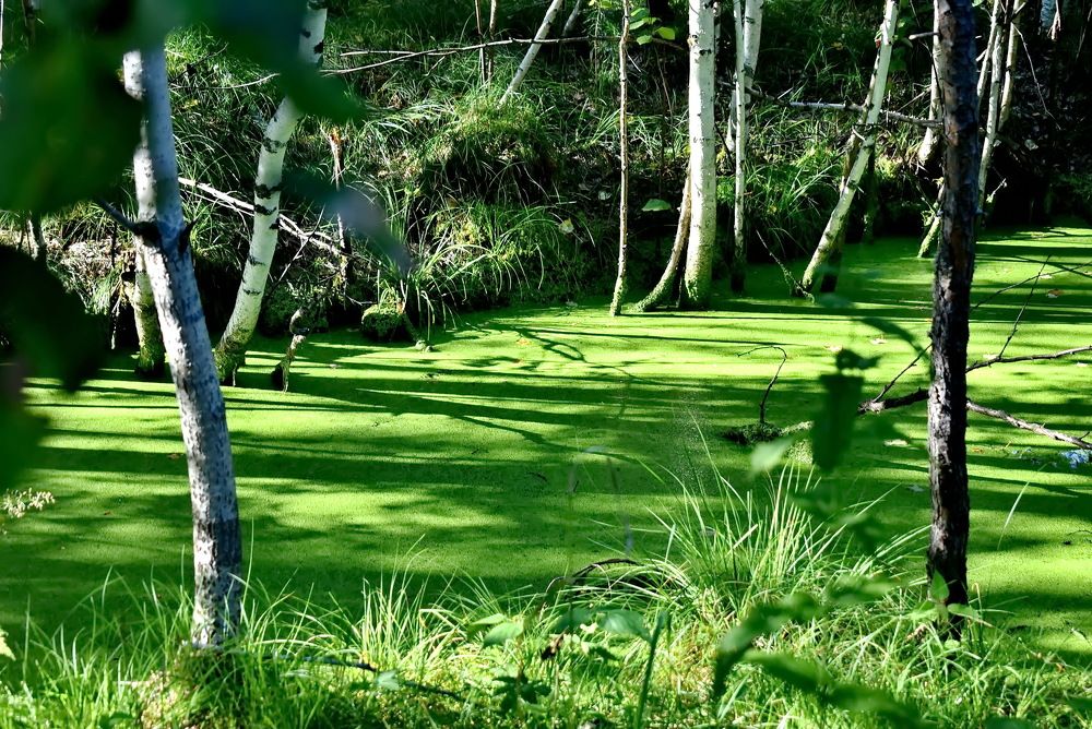 Photograph by НИНА АВЕРЬЯНОВА