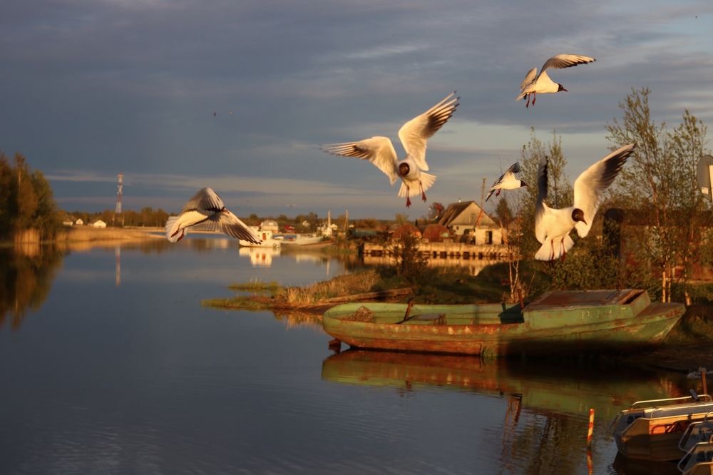 Чайки на закате
