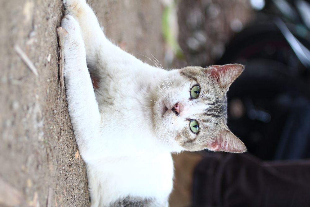 Photograph by Abdul Komeng