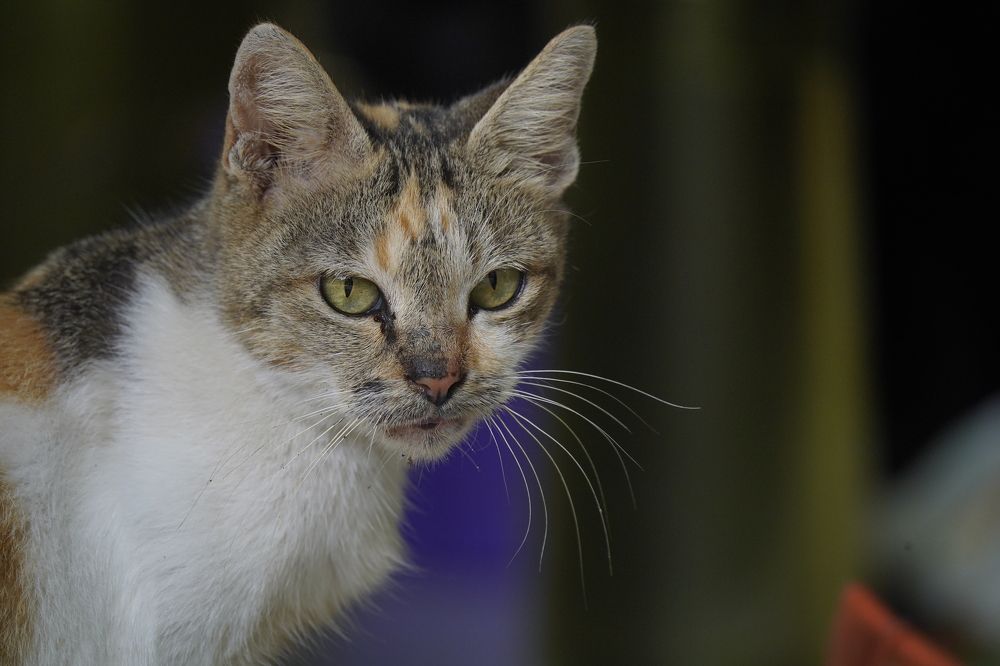 Photograph by Abdul Komeng