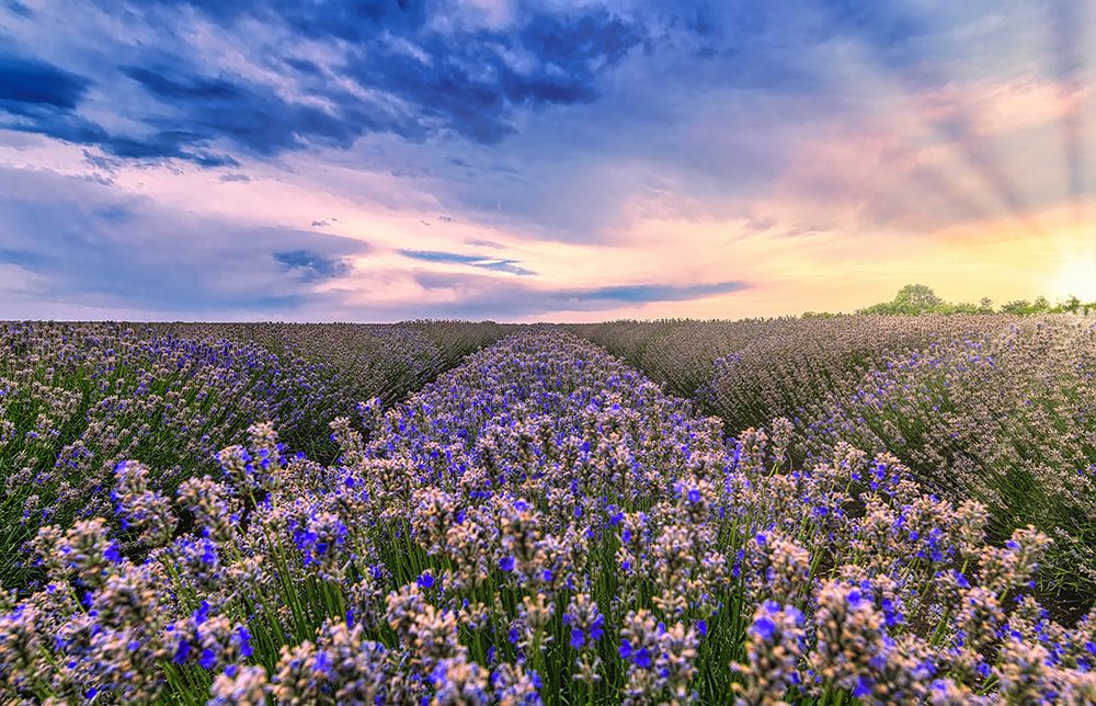 Lavender field at sunset