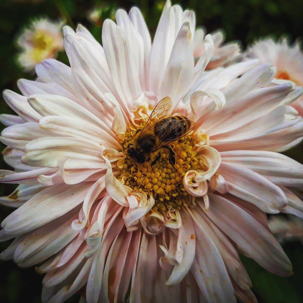 Цветок пчелы