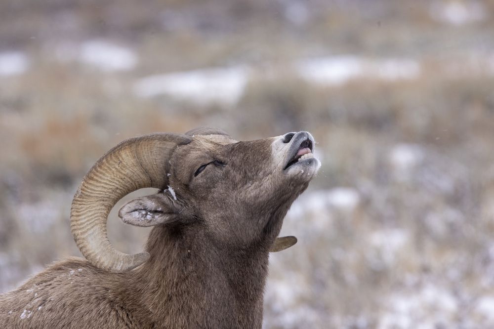 Big Horn Ram Flehmen response