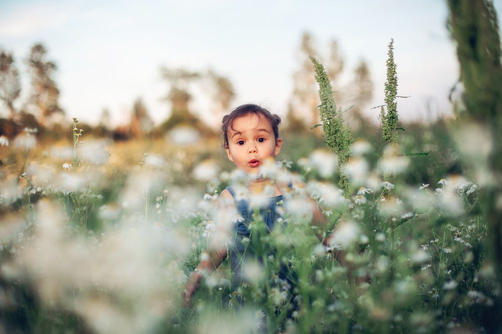 Ромашковое поле