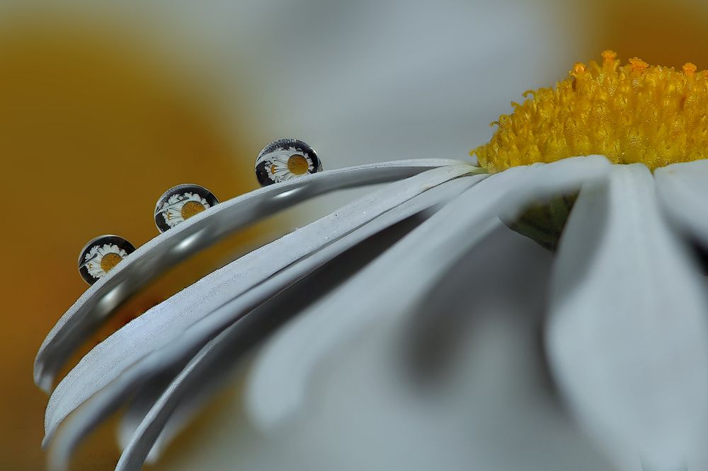 Ромашки-тройняшки