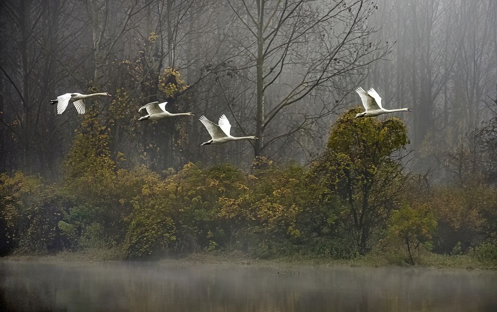 Accompanying the leader