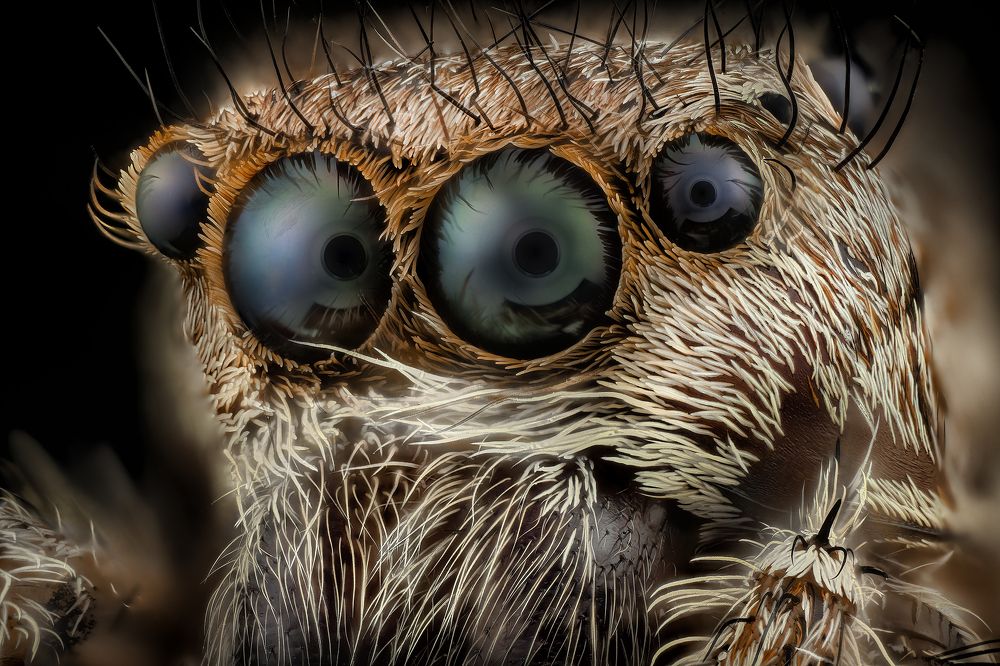 Jumping Spider Eyes