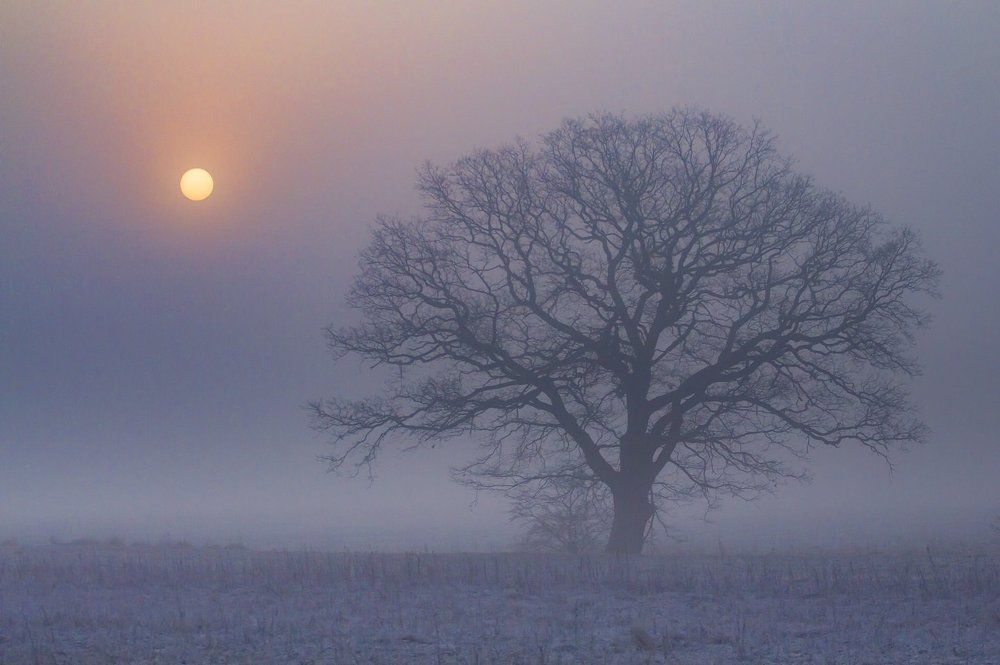 Photograph by  MiroM