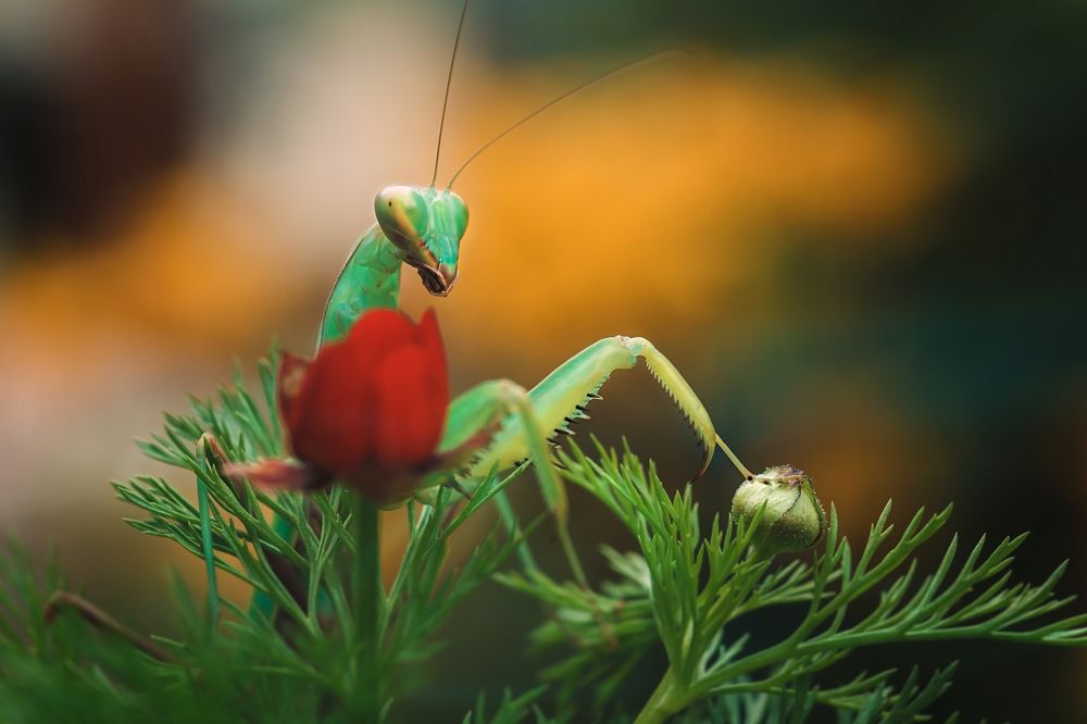 Photograph by Юлия Яремко