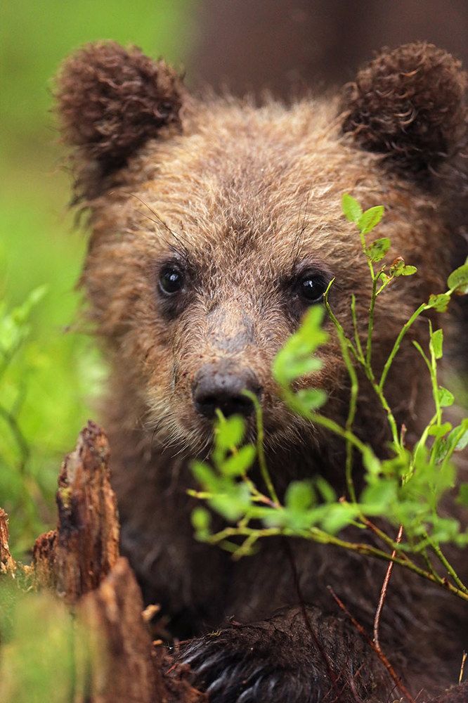 В ожидании мёда.