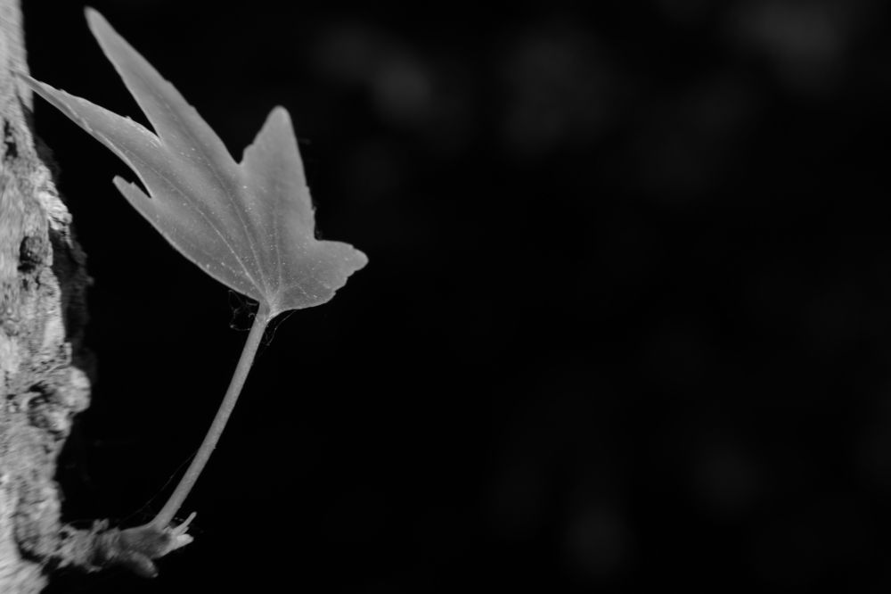 Photograph by Robert Chiorbeja