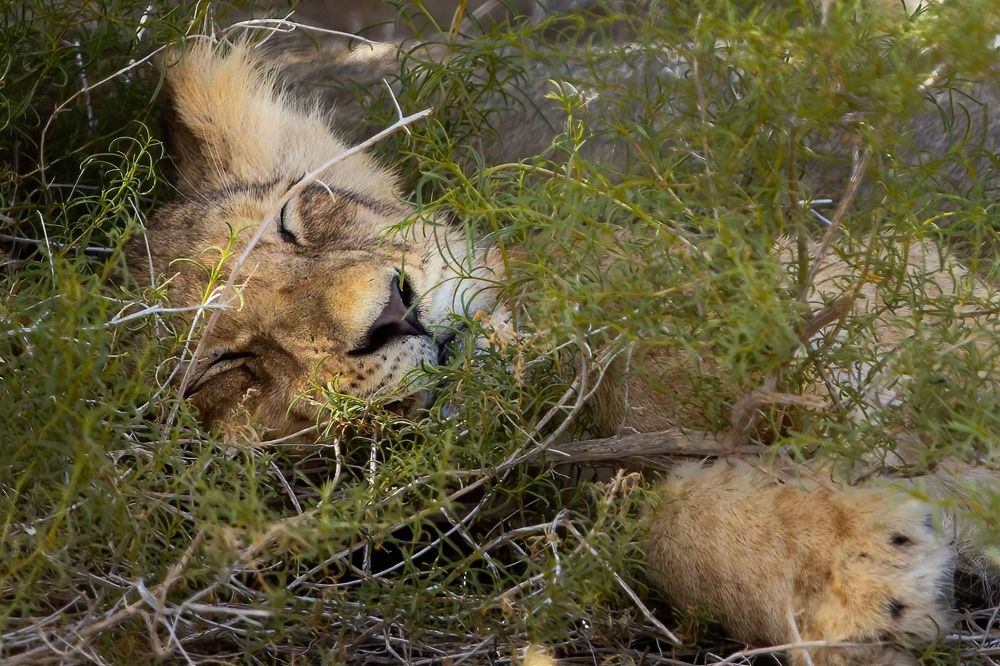 Tummy full eyes closed