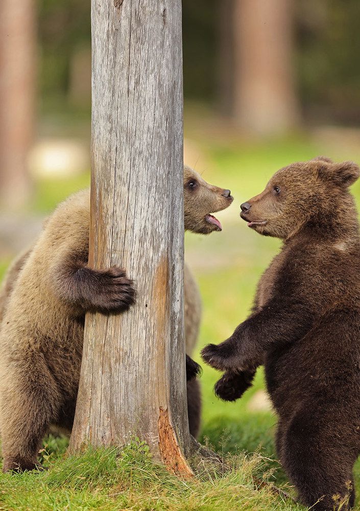 Это ты съел мой мёд?