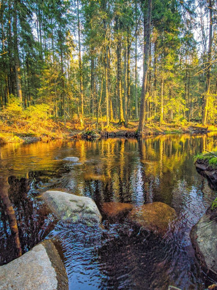 Волшебный лес