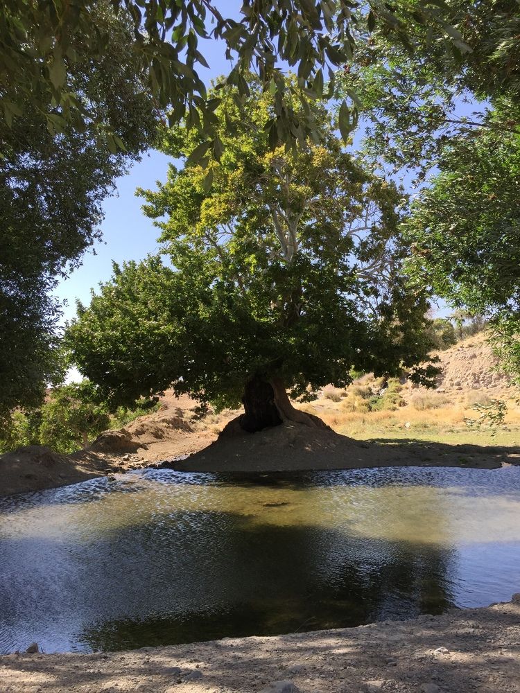 Photograph by najmeh hakimaei