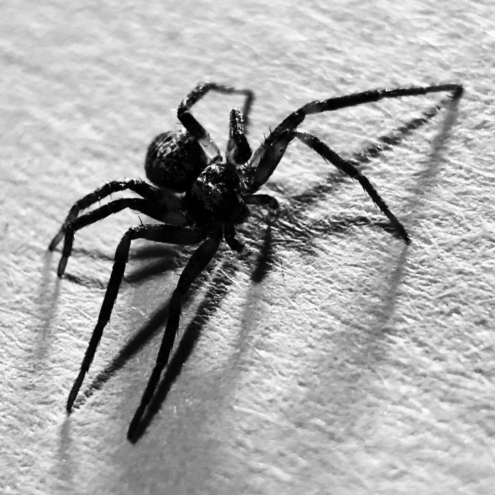 Танец пауков