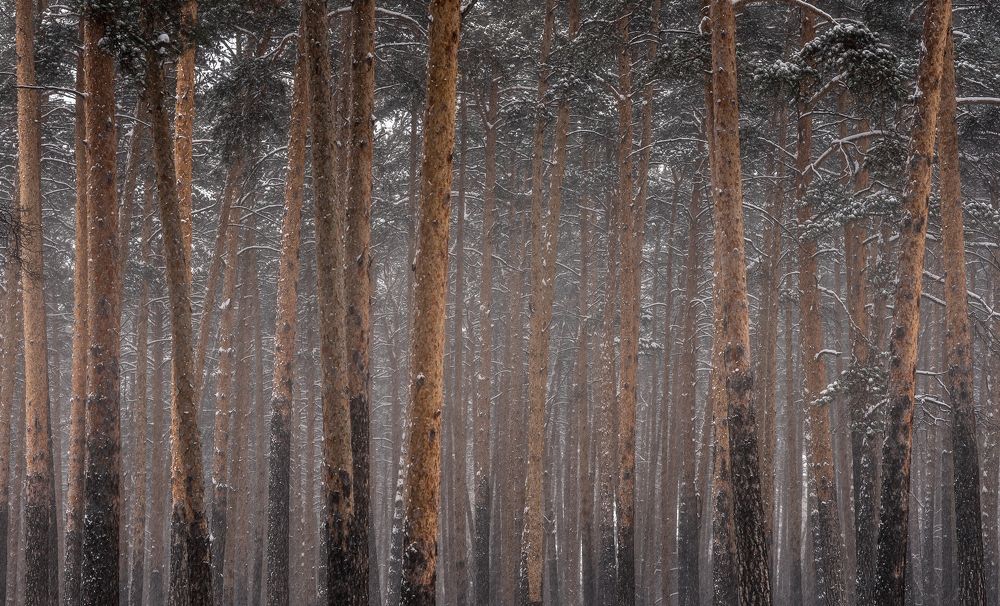 Photograph by Алексей Козаченко