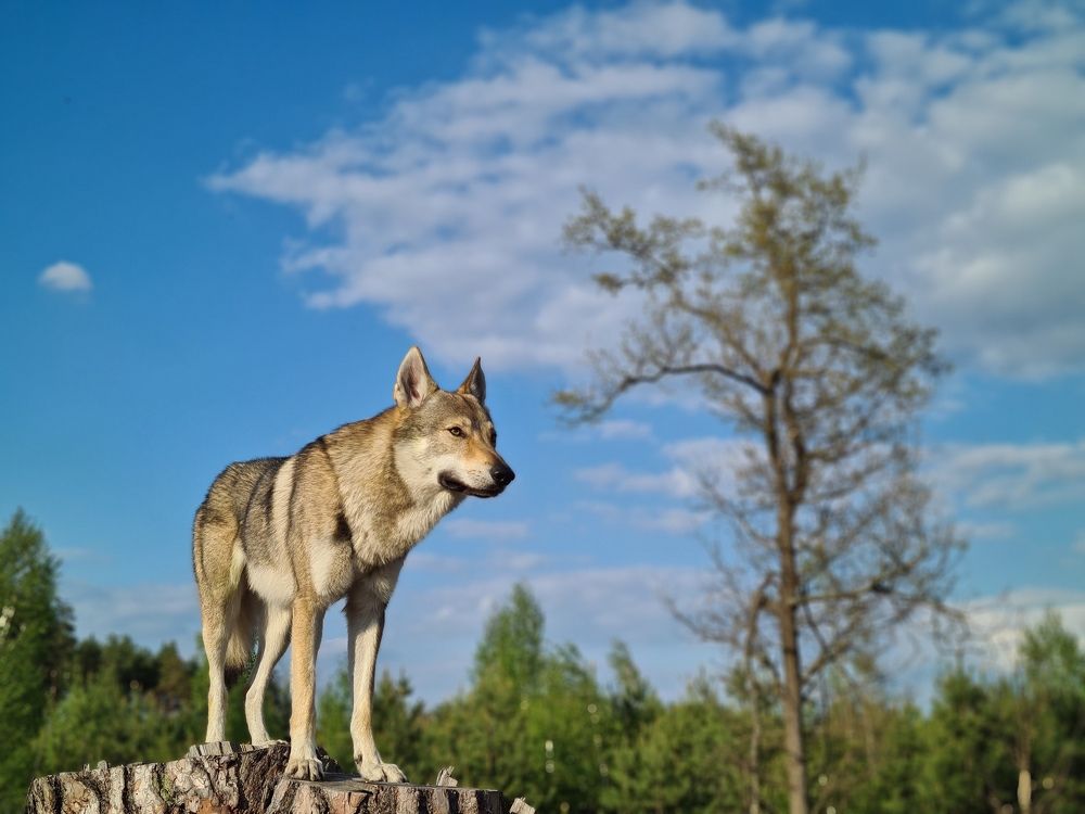 Photograph by Алексей Леонидович