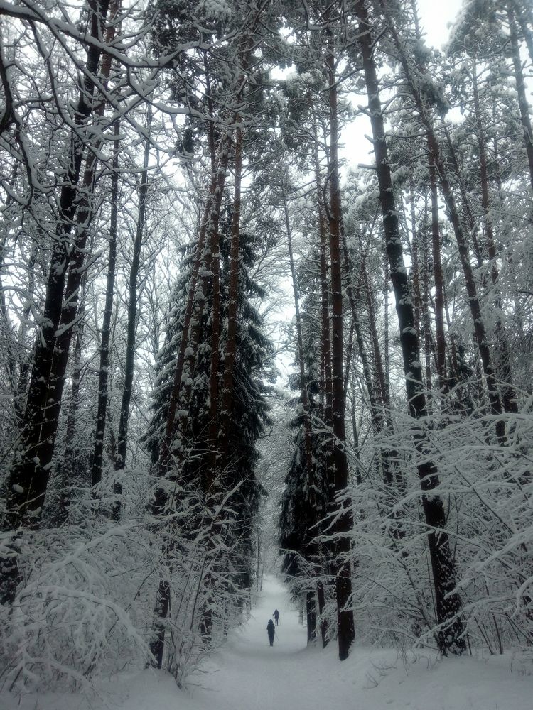 В зимнем лесу