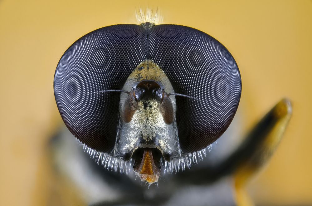 Photograph by Антон Орленко