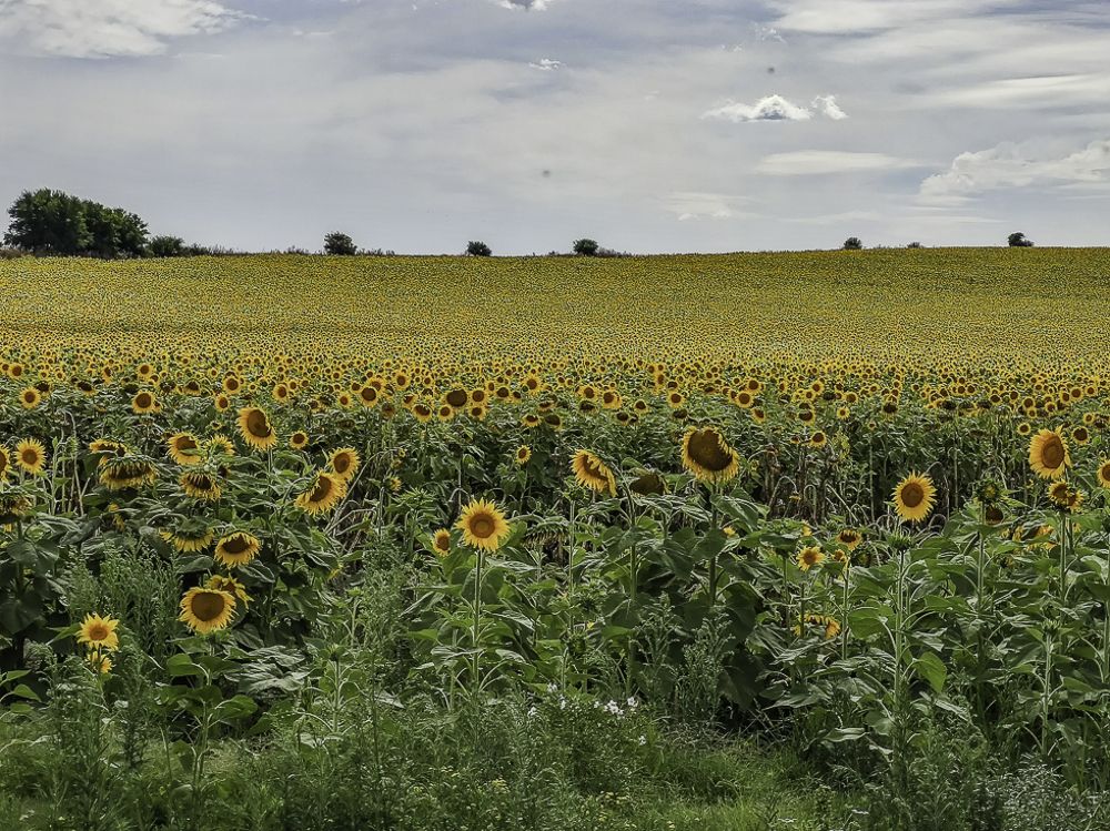 sunflowers