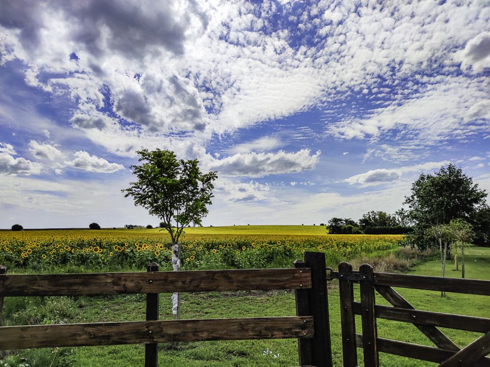 lovely sunflowers