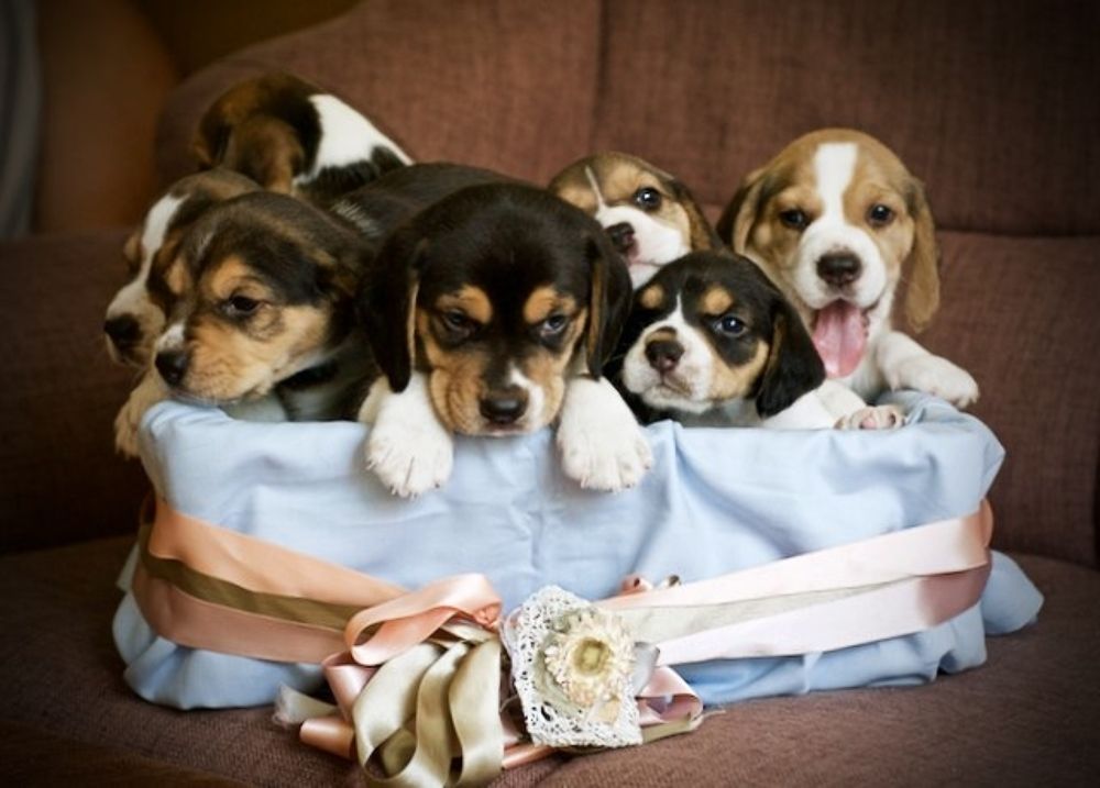 Фотография автора Анна Яковенко