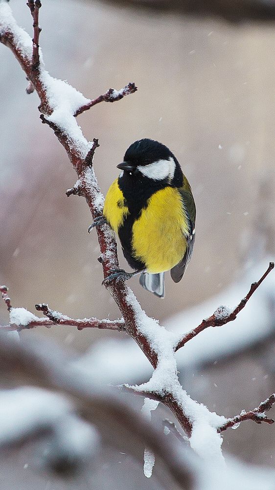 Photograph by Саша Колода