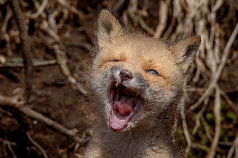 Photograph by Денис Будьков