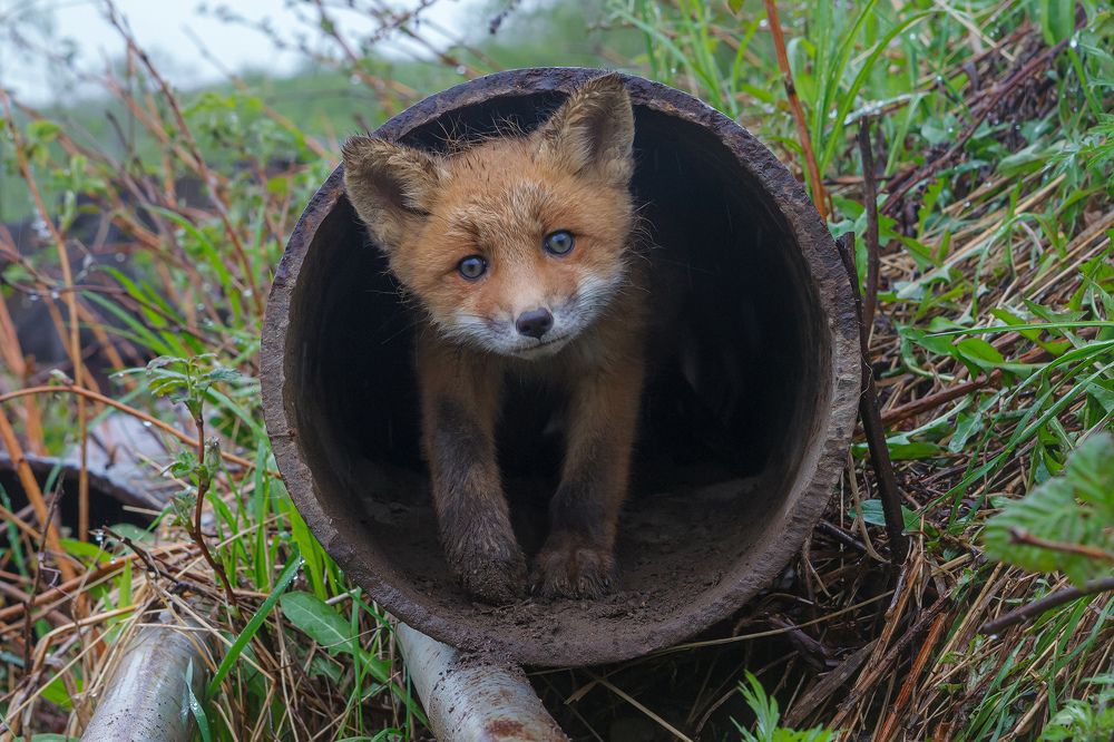 Photograph by Денис Будьков