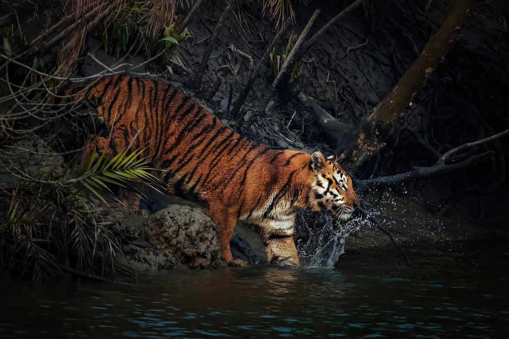 THE PHANTOM OF THE MANGROVES