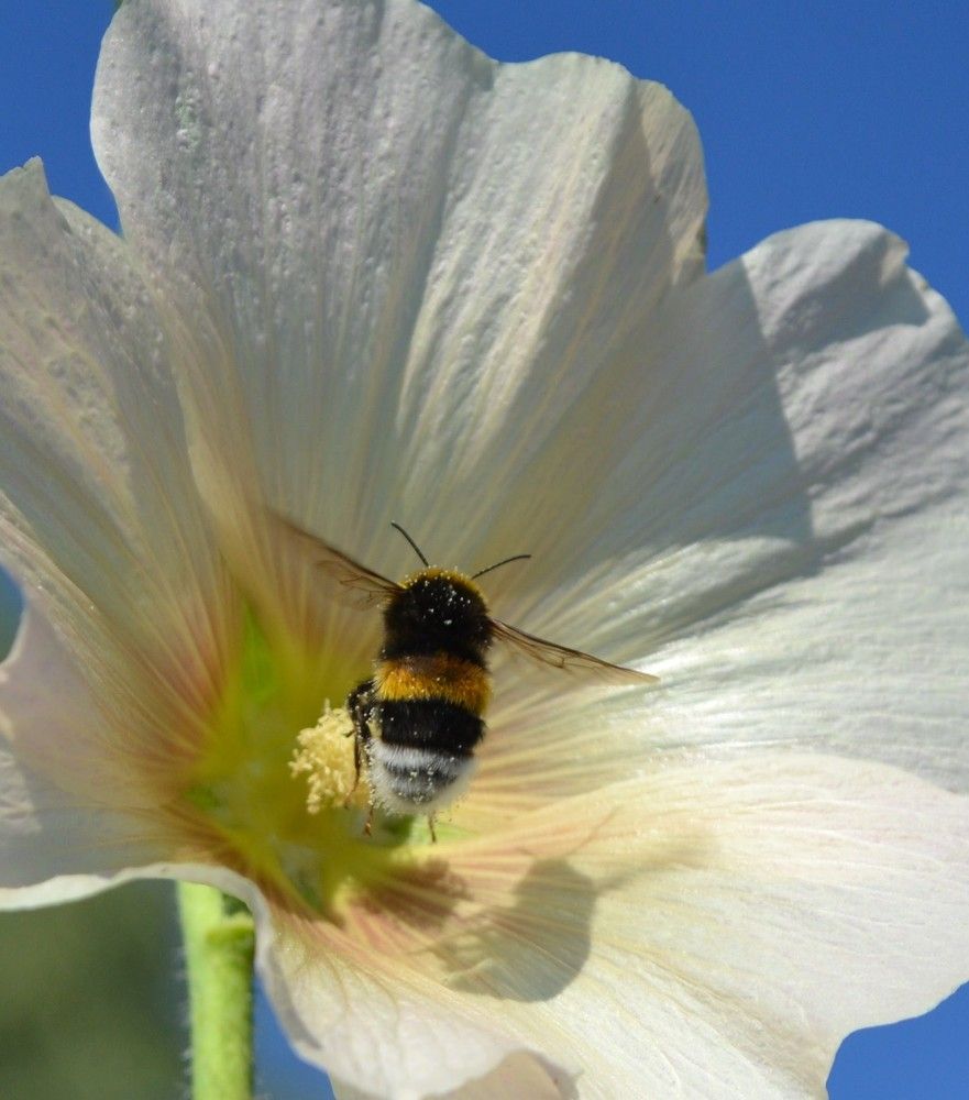 Photograph by Ольга Хромова