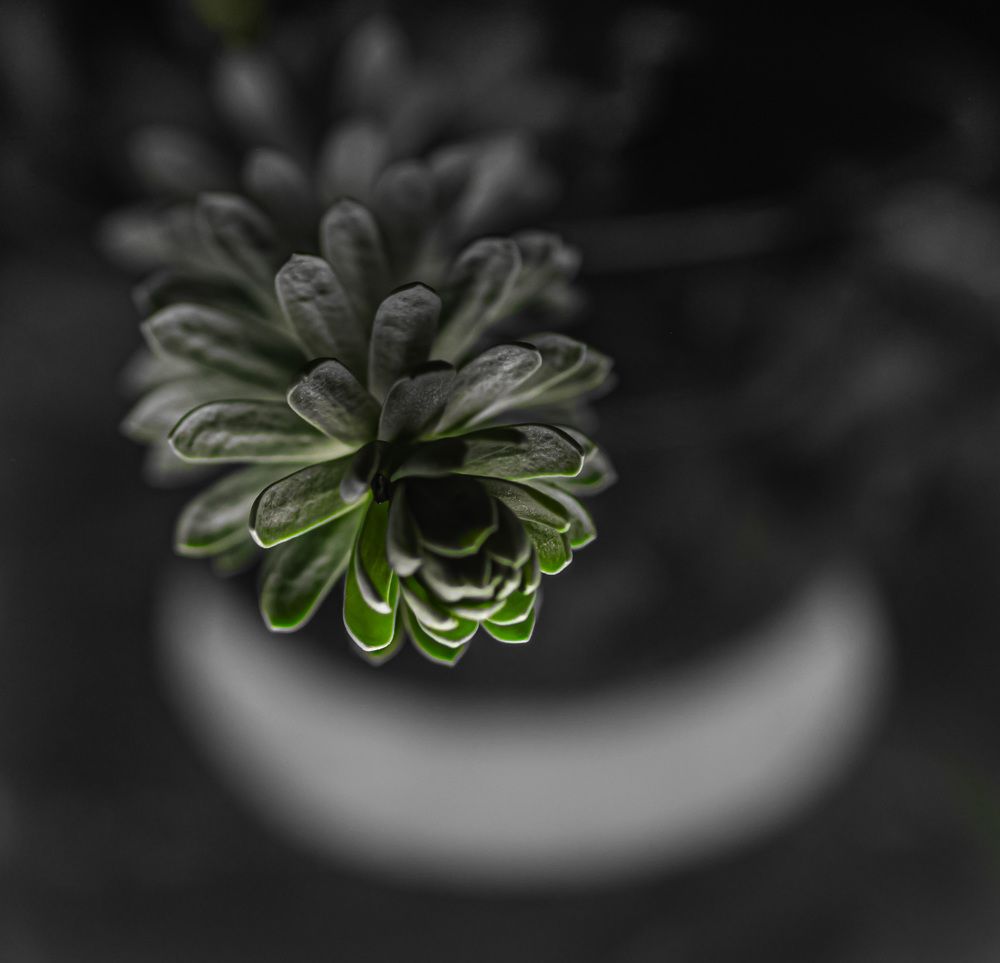 Звезда и Месяц