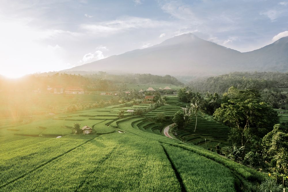 Bali, Jatiluwih rice terraces