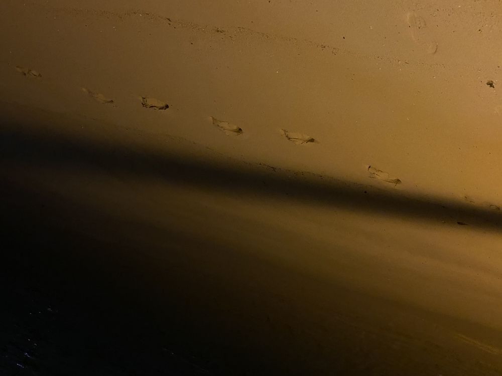 Photograph by Luís Damas