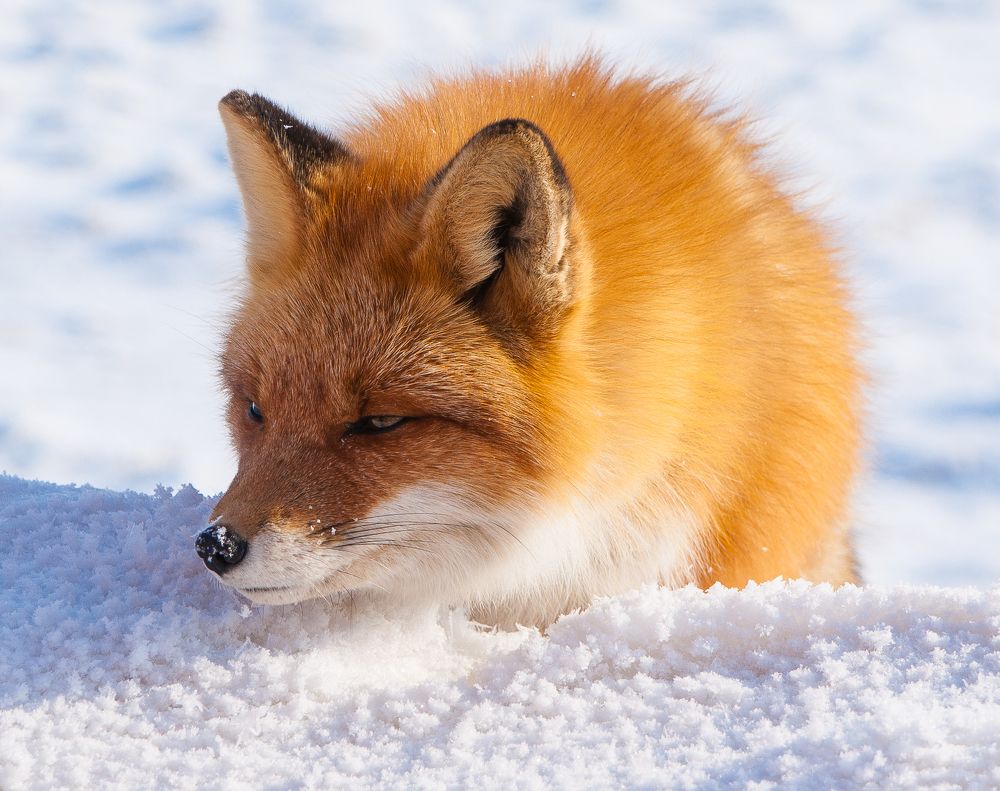 Рыжая плутовка