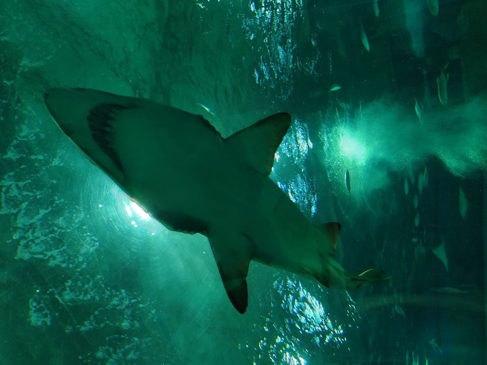 Photo #5688999