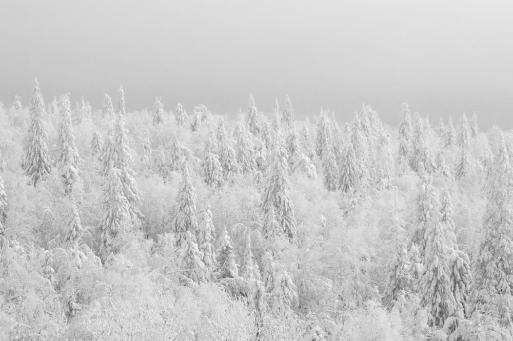 Photograph by Анастасия Пельменёва